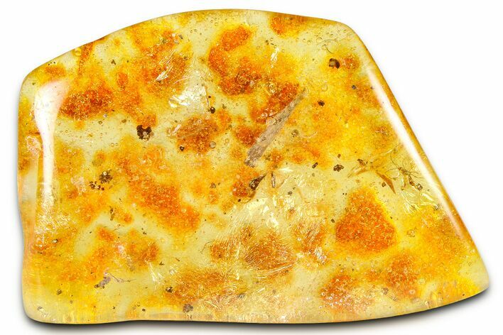 Polished Colombian Copal ( g) - Contains Insects & Leaf! #364300